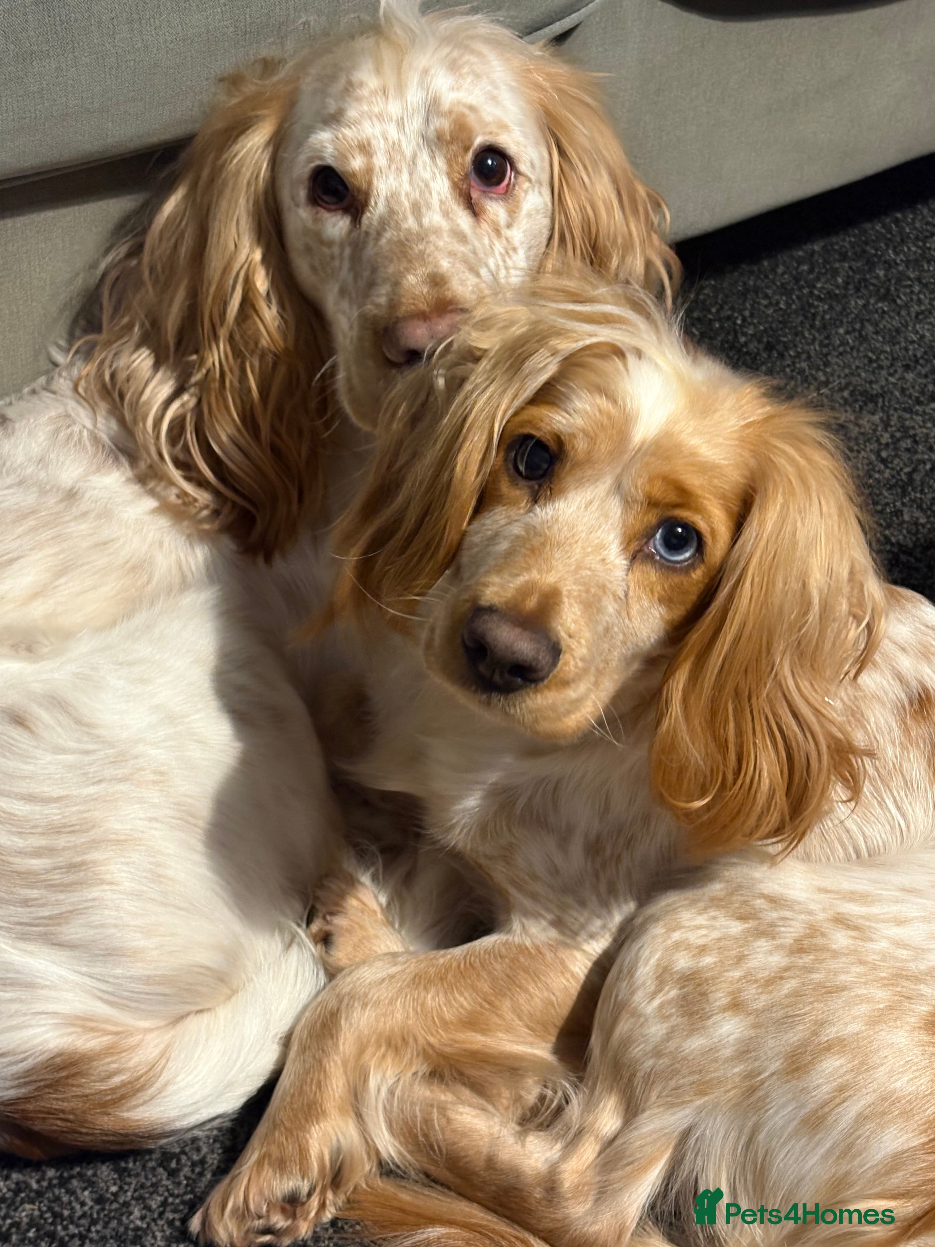 Cocker Spaniel dogs Cocker spaniel puppies  in Rotherham - Advert 14