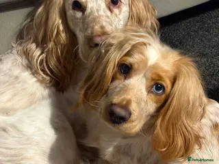 Cocker Spaniel dogs Cocker spaniel puppies in Rotherham - Advert 2