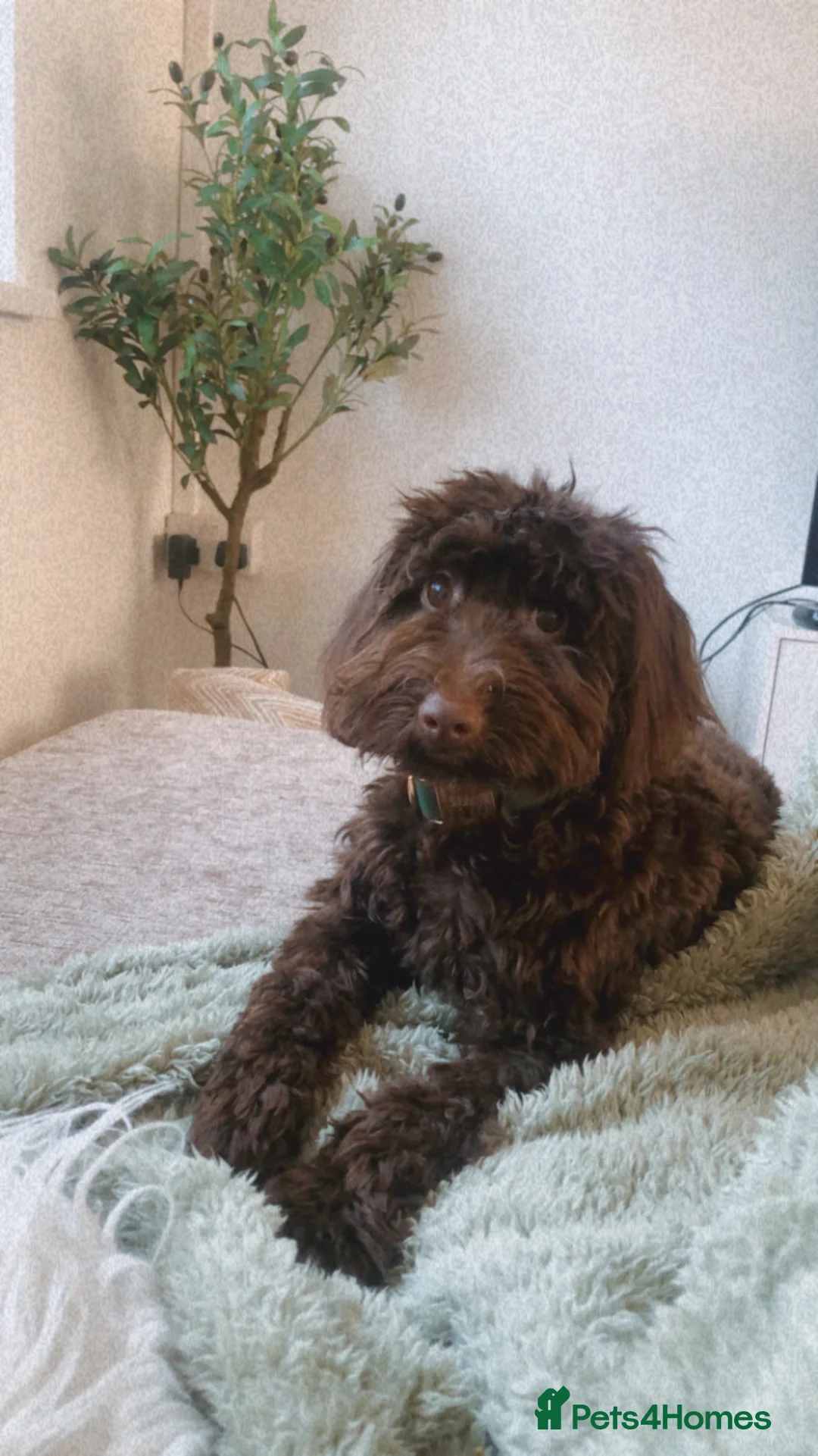 Cockapoo dogs for stud: COCKAPOO STUD PROVEN .  - Advert 5