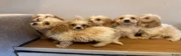 Cavachon dogs for sale: Cavachon Puppies READY NOW 🐾❤️ - Advert 25