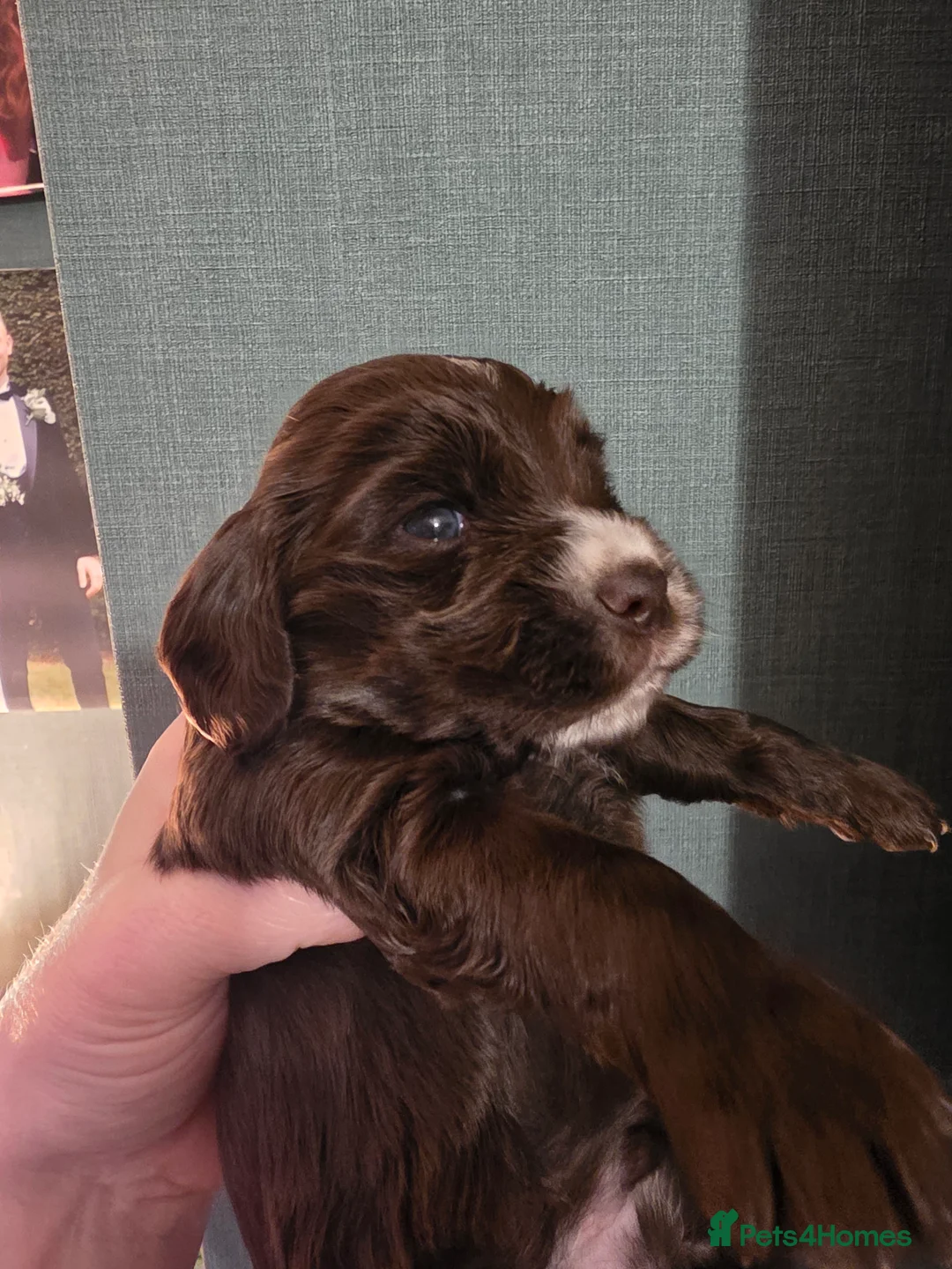 Cocker Spaniel dogs for sale: Choc roan cocker spaniel pups  - Advert 22