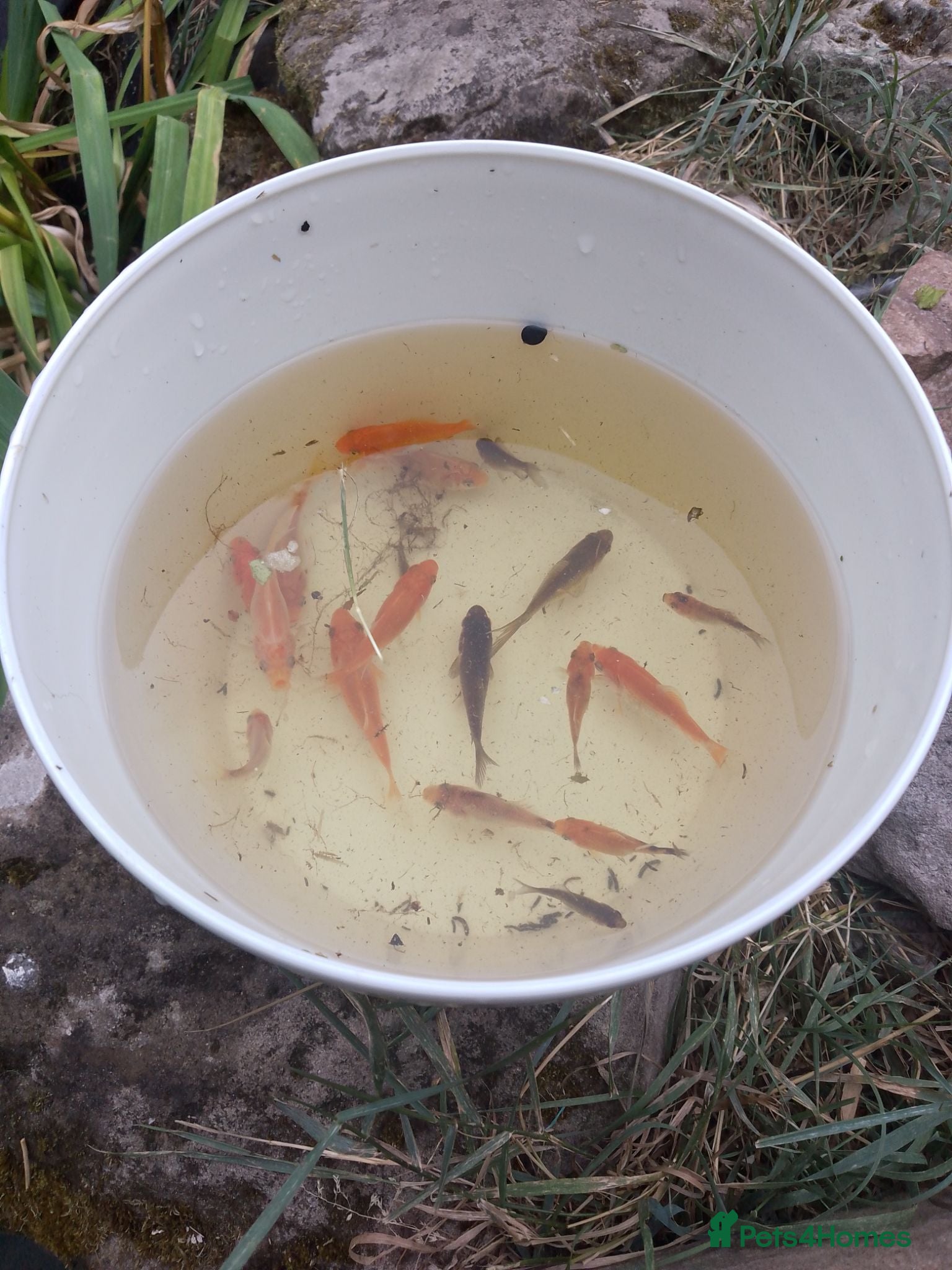 Goldfish fish Comet goldfish ( Outdoor pond raised) - Advert 4