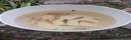 Goldfish fish for sale: Comet goldfish ( Outdoor pond raised) in Stafford - Advert 1