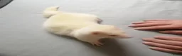 Ferret rodents for sale: Half micro ferret - Advert 9