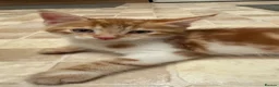 Mixed Breed cats for sale: cute kittens  - Advert 1
