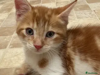 Mixed Breed cats cute kittens - Advert 1