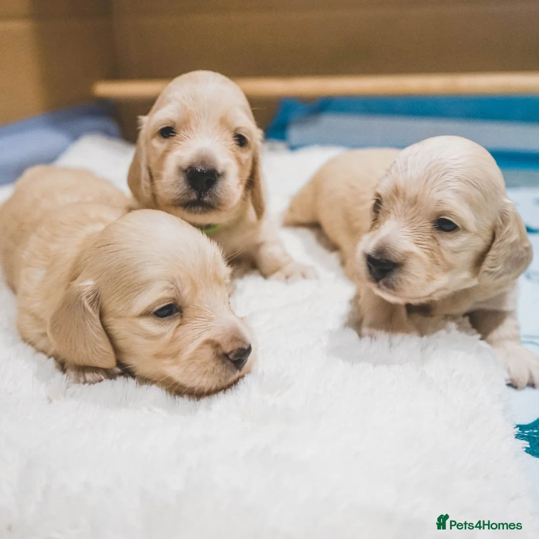 Miniature Dachshund dogs for stud: True Pure English Cream longhaired (ee ii DYDY ss) - Advert 16