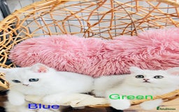 Scottish Fold cats for sale: 💞Beautiful Scottish Fold and Straight kittens🐾 - Image 22