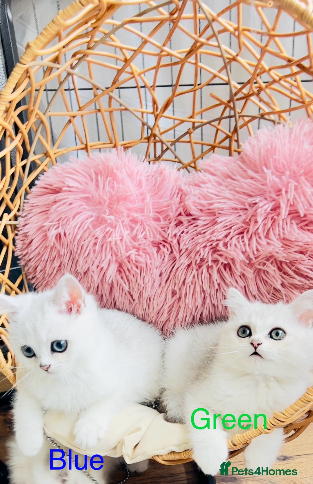 Scottish Fold cats for sale: 💞Beautiful Scottish Fold and Straight kittens🐾 - Image 22