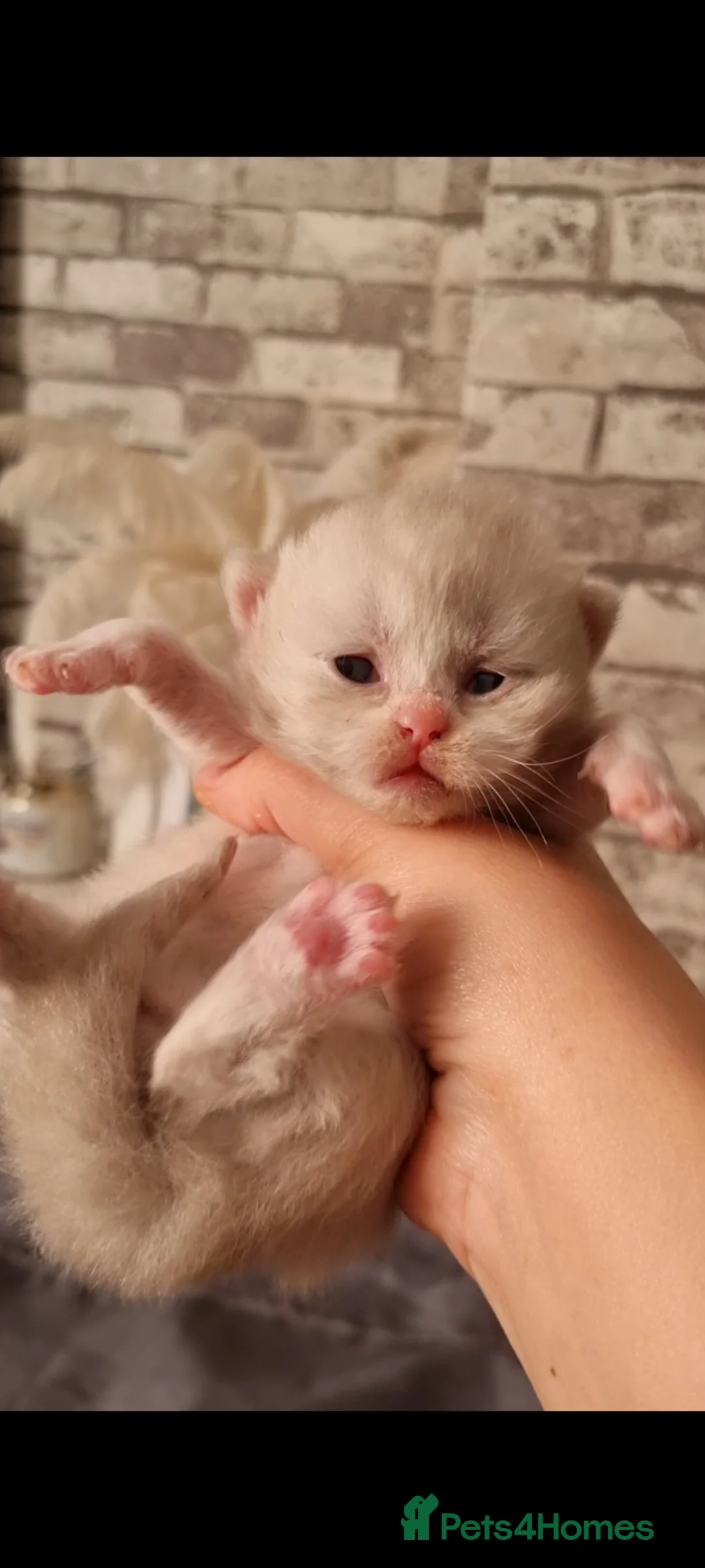 British Shorthair cats for sale: British shorthair  - Advert 1