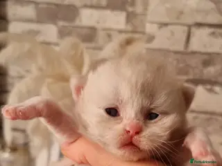 British Shorthair cats British shorthair - Advert 1