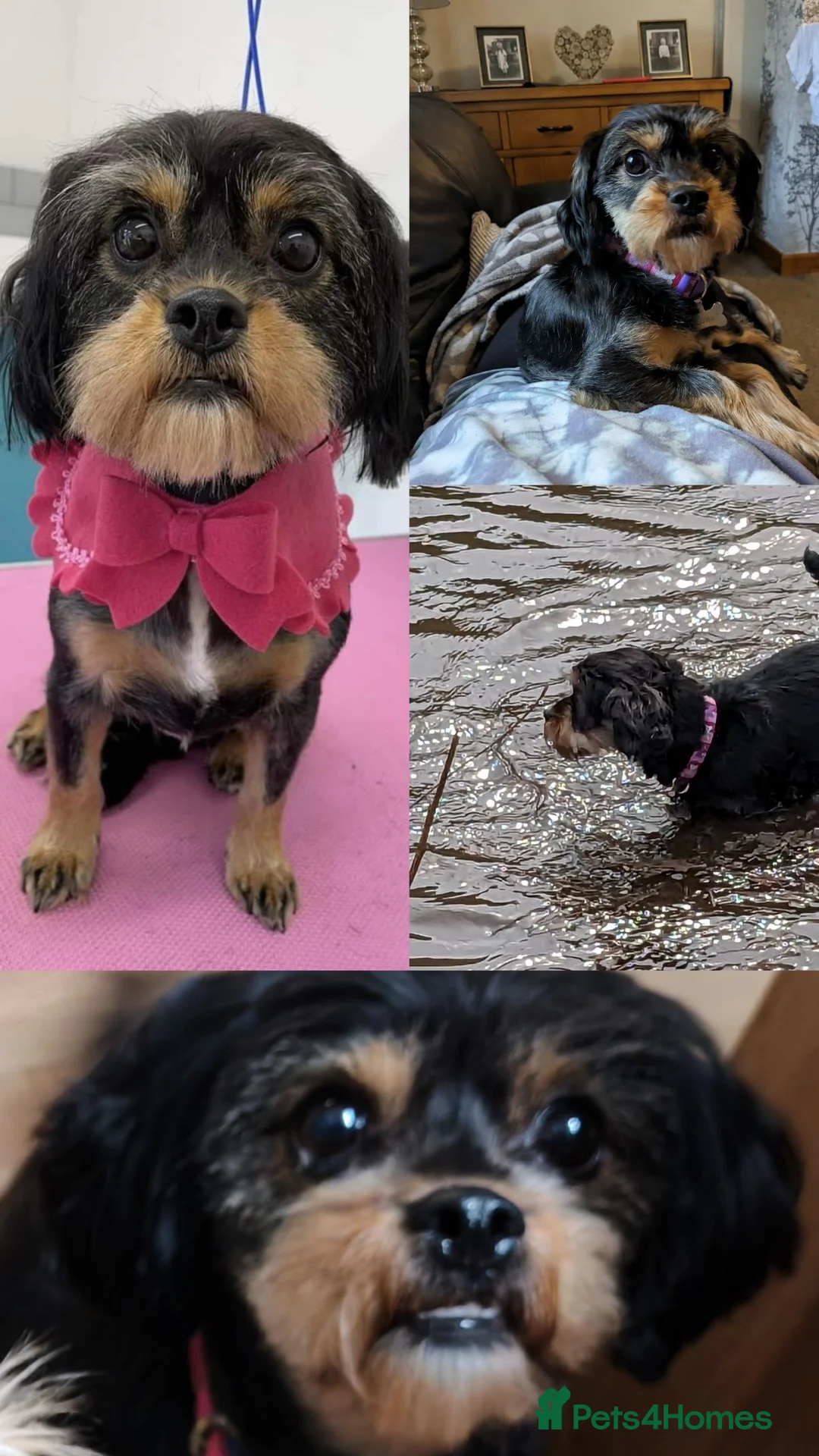 Mixed Breed dogs for sale: Beautiful Cavalier Mix Breed pups - Advert 2