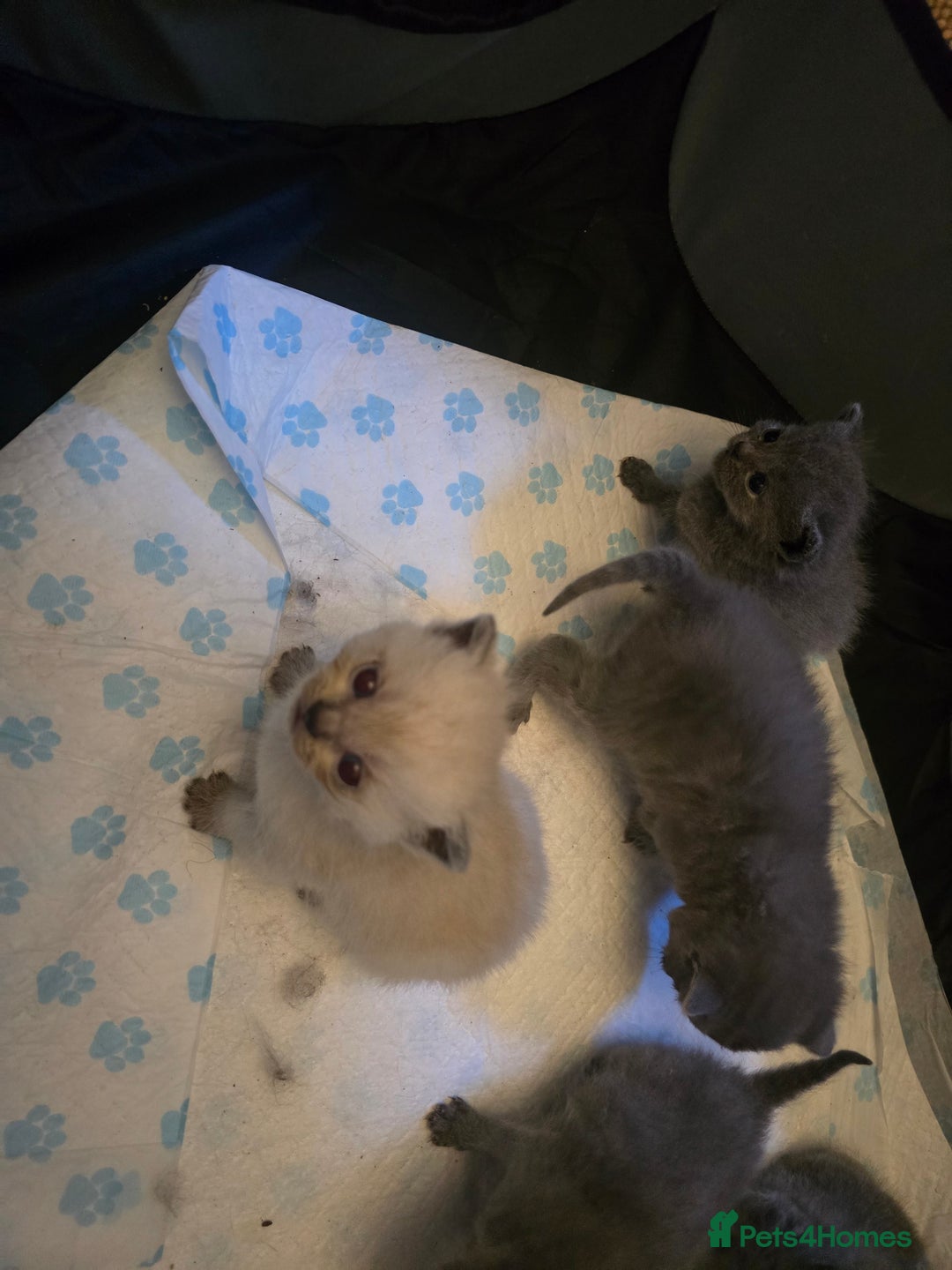 British Shorthair cats for sale: 6 x British Short-haired Blue kittens for sale - Image 27