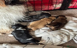 Shihpoo dogs for sale: 4 shihpoo males  in Telford - Image 5