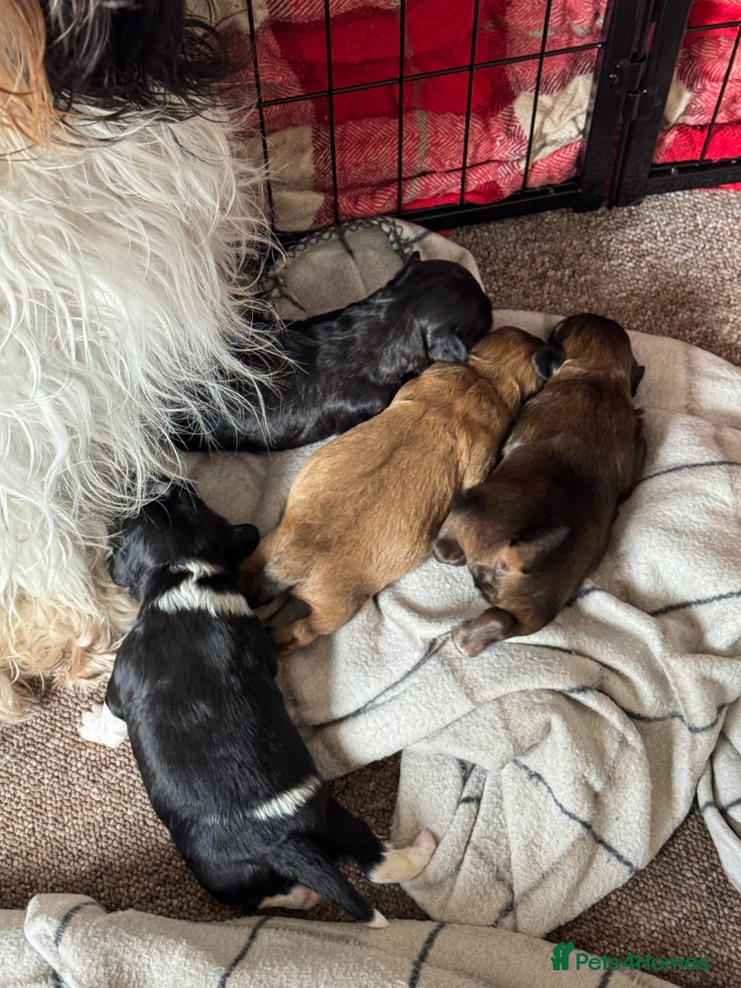 Shihpoo dogs for sale: 4 shihpoo males  in Telford - Image 5