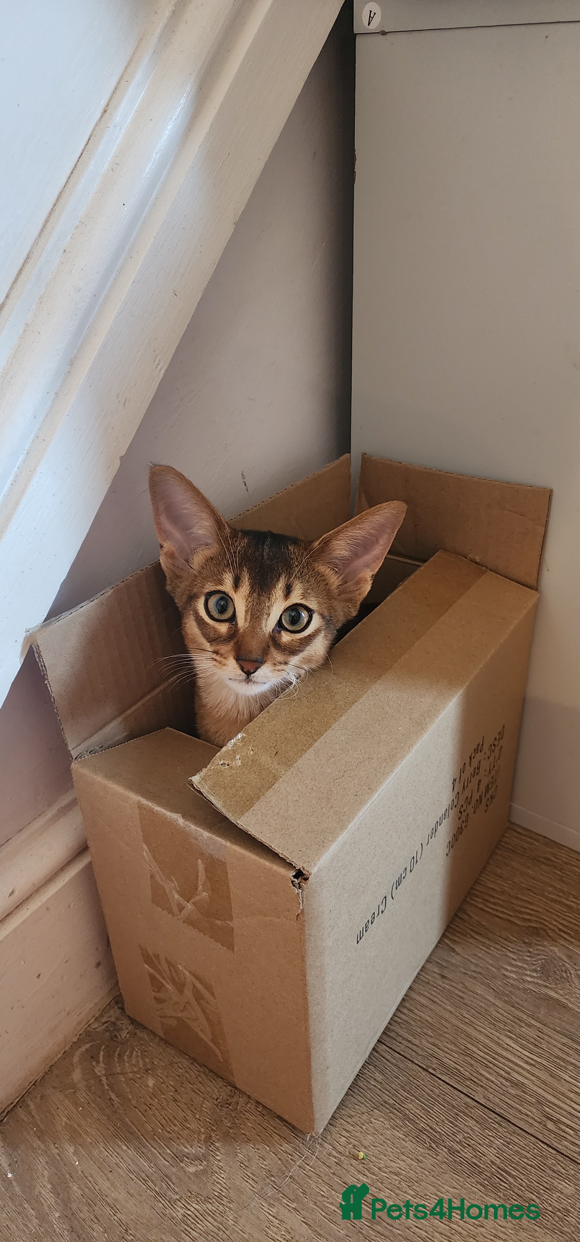 Abyssinian cats Adorable Pedigree Abyssinian kittens  - Advert 2