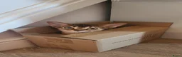 Abyssinian cats for sale: Adorable Abyssinian kittens  - Advert 7