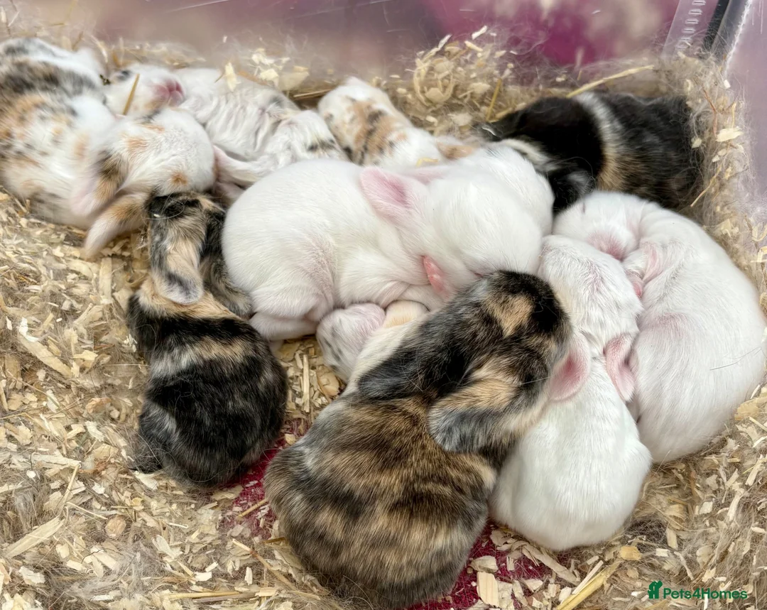 Dwarf Lop rabbits for sale: Bunnies looking for forever homes ❤️ - Advert 4