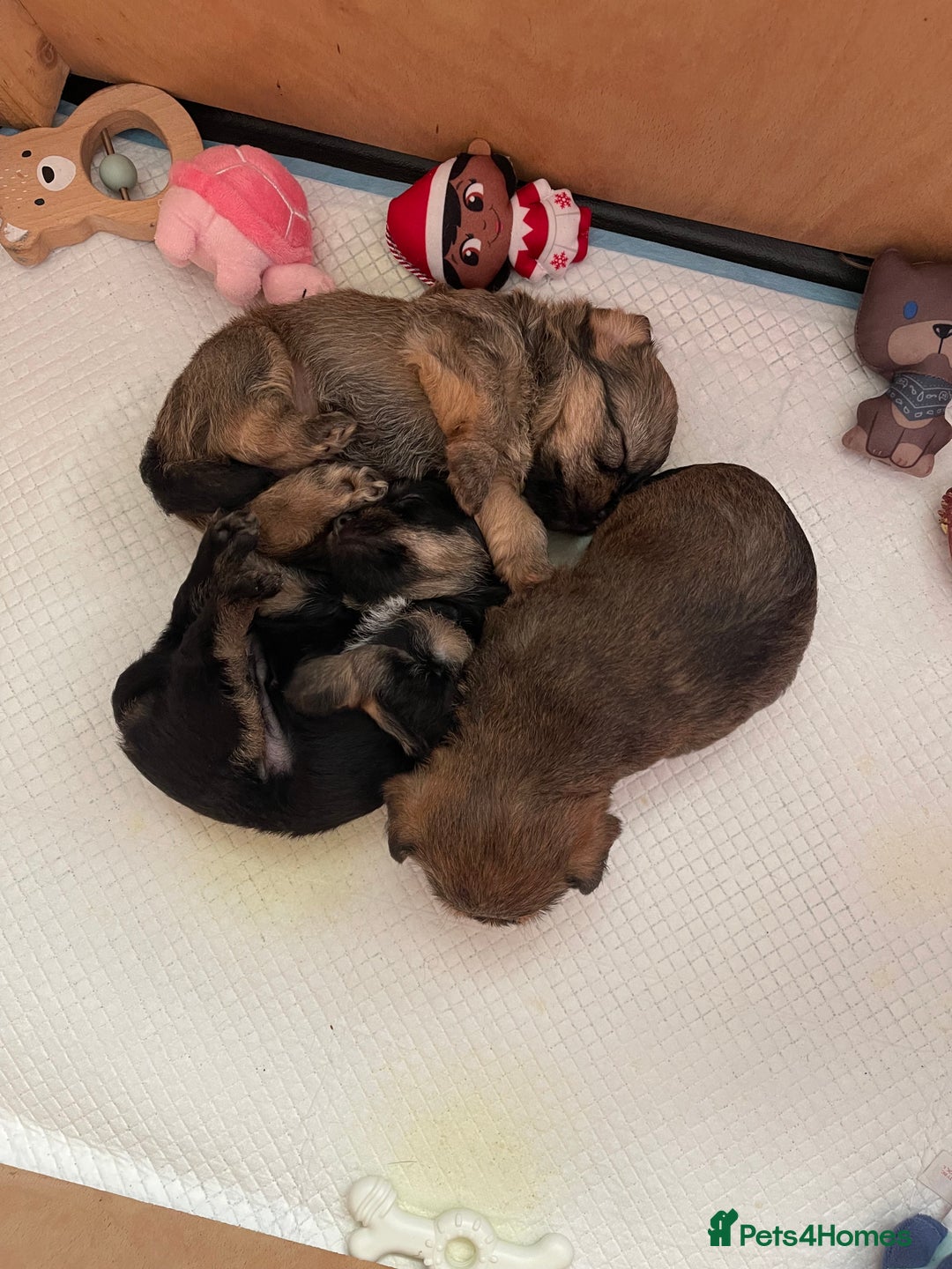 Mixed Breed dogs for sale: Adorable puppies - Image 13