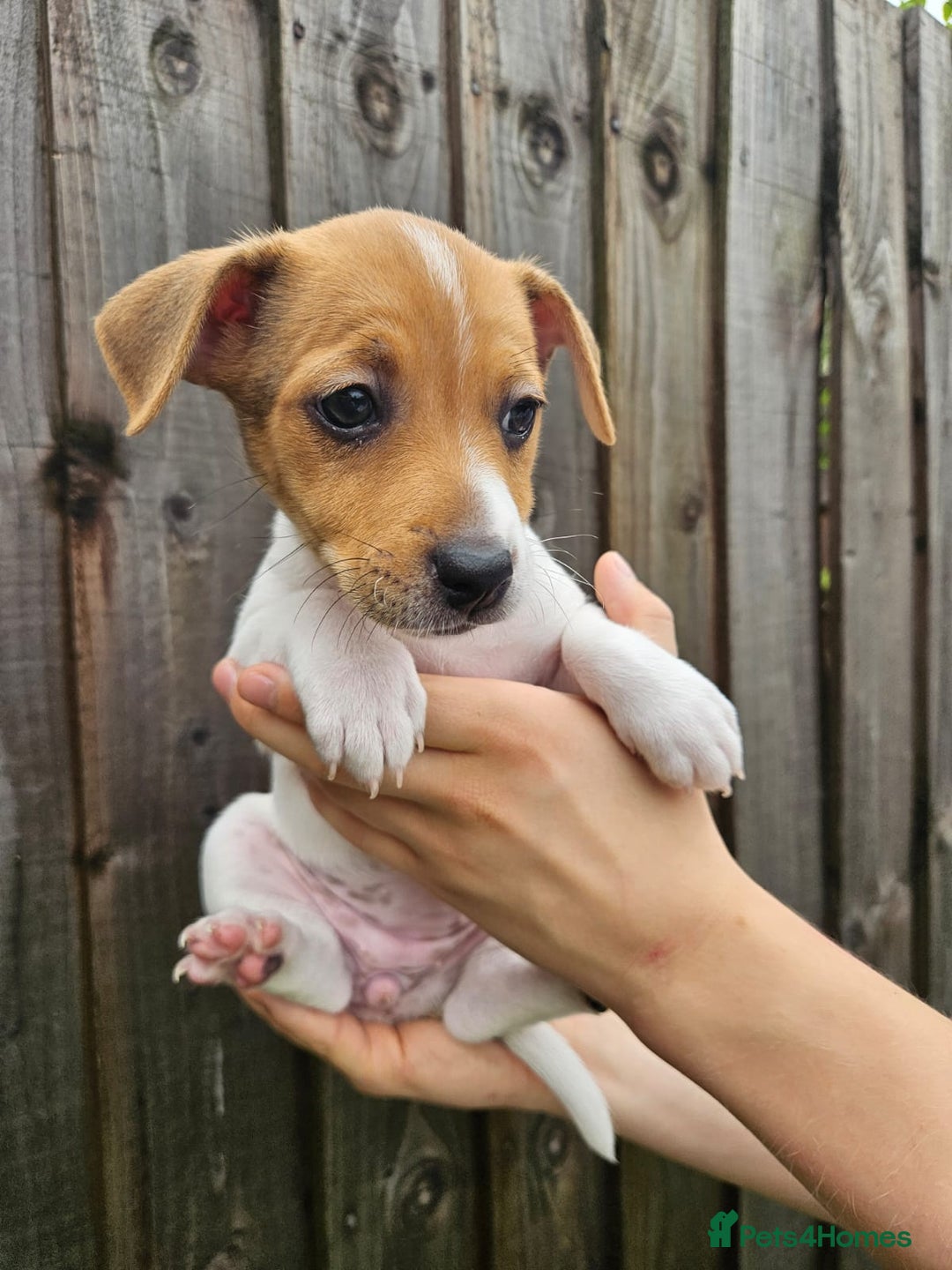 Jack Russell dogs for sale: Jack Russell Terrier  in Epping - Image 17