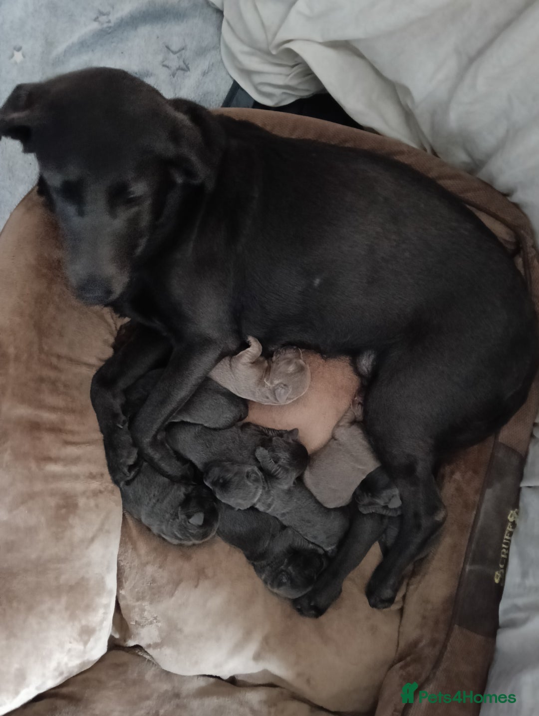 Labrador Retriever dogs for sale: Labrador puppies  - Advert 7