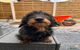 Miniature Dachshund dogs for sale: Pebbles Wirehair Miniature Dachshund  - Image 2