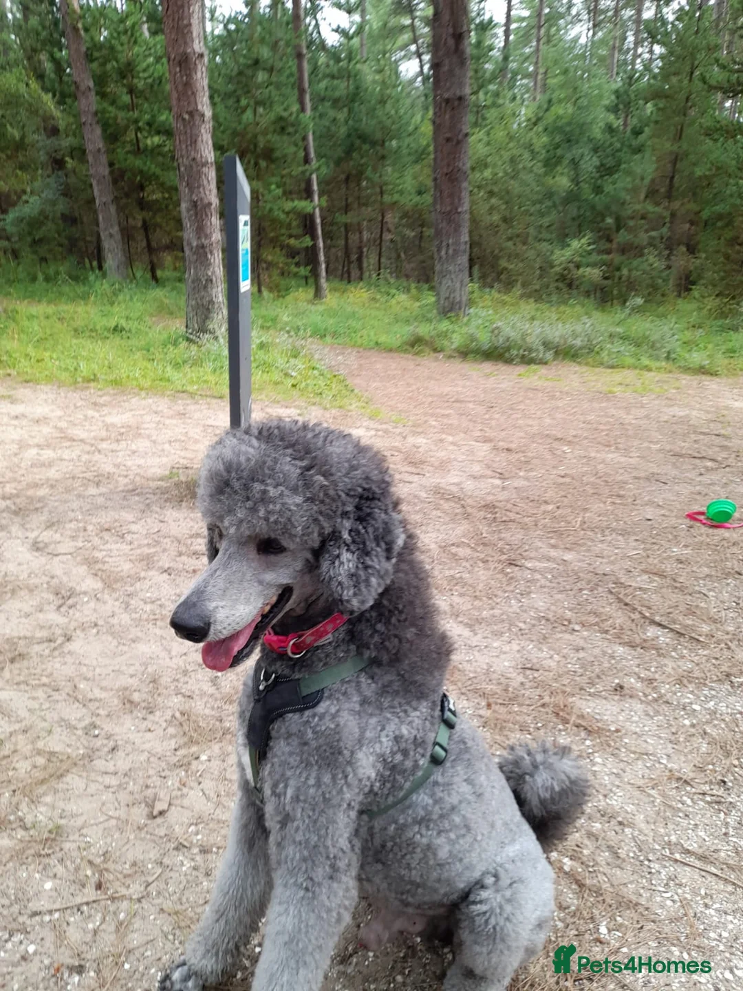 Standard Poodle dogs for stud: Dyllon the Duke of Earl - Advert 2