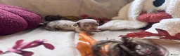 Miniature Dachshund dogs for sale: Beautiful Miniature Dachshund Puppies  - Advert 5