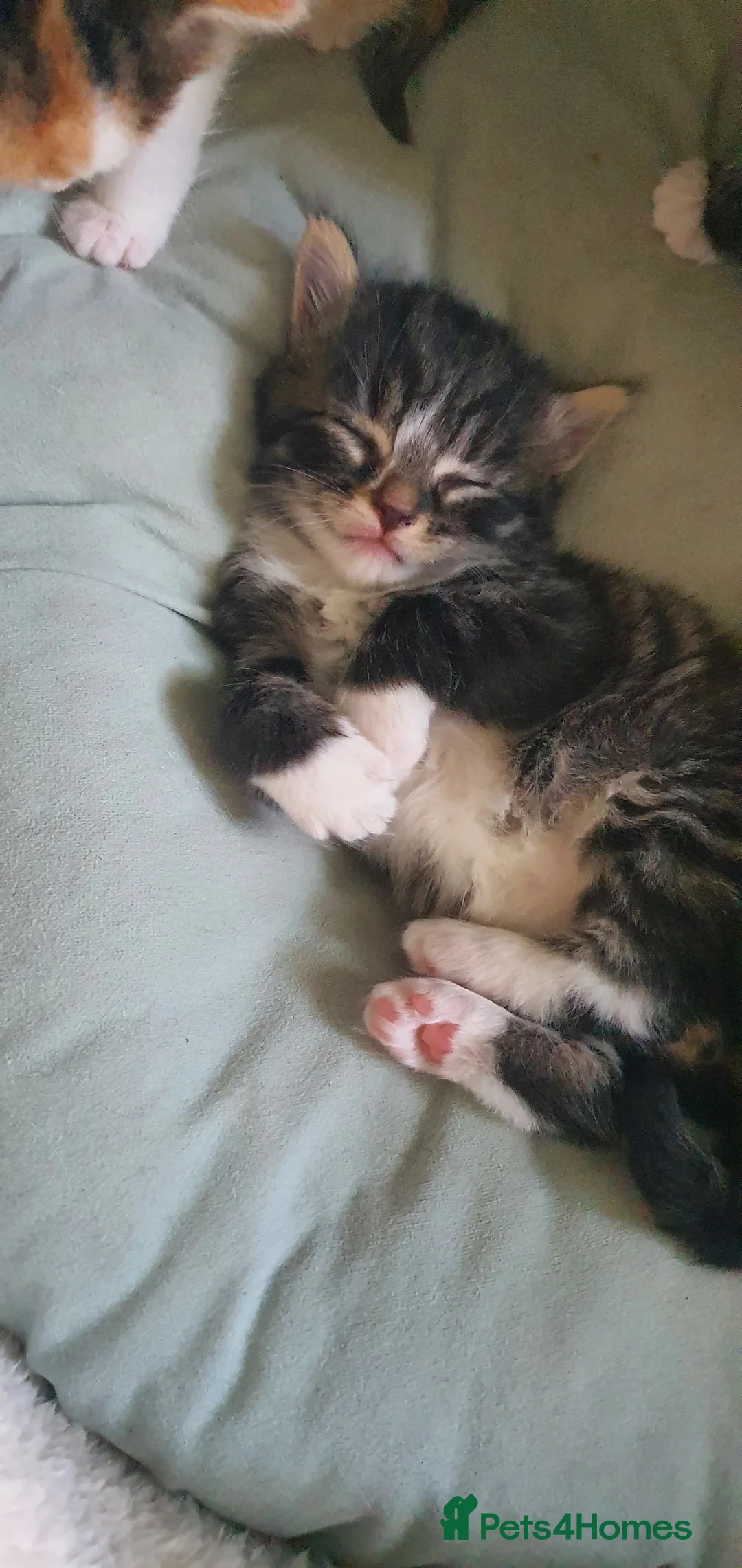 Mixed Breed cats for sale: Gorgeous Persian Maincoon Cross  - Advert 2