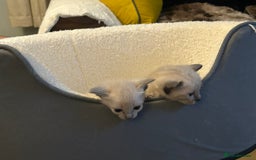 Siamese cats for sale: Traditional Siamese kittens  - Image 12
