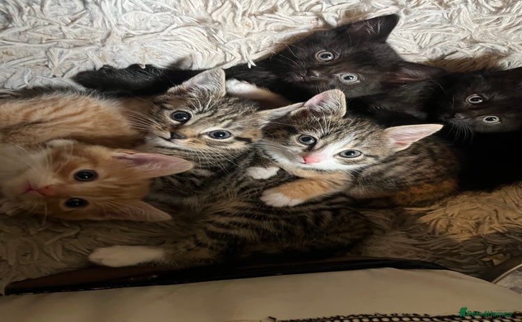 Mixed Breed cats - Advert 10