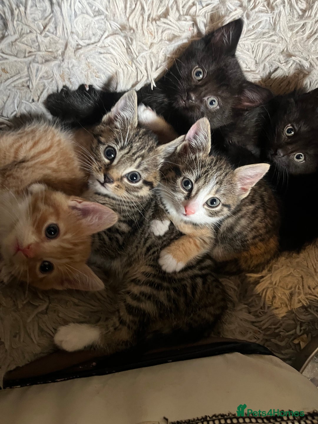 Mixed Breed cats for sale: Mixed breed kittens for sale  - Image 1