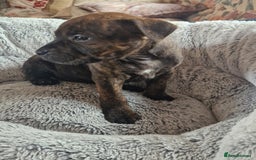 Staffordshire Bull Terrier dogs for sale: 4 female staffy pups - Image 13