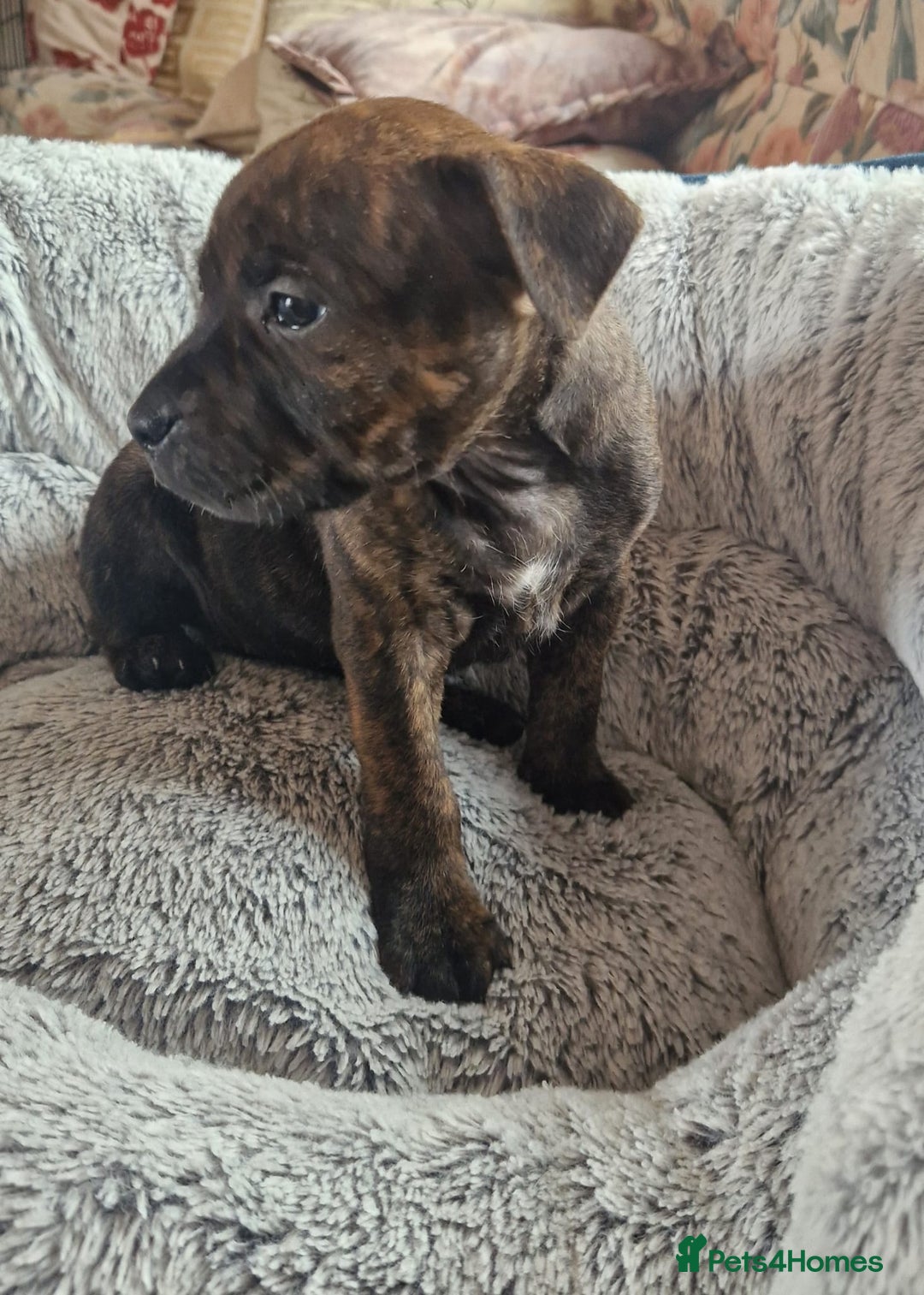 Staffordshire Bull Terrier dogs for sale: 4 female staffy pups - Image 13