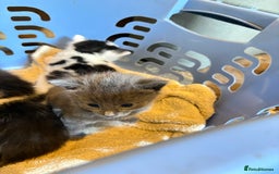 Domestic Shorthair cats for sale: F@rm Kittens - Image 5