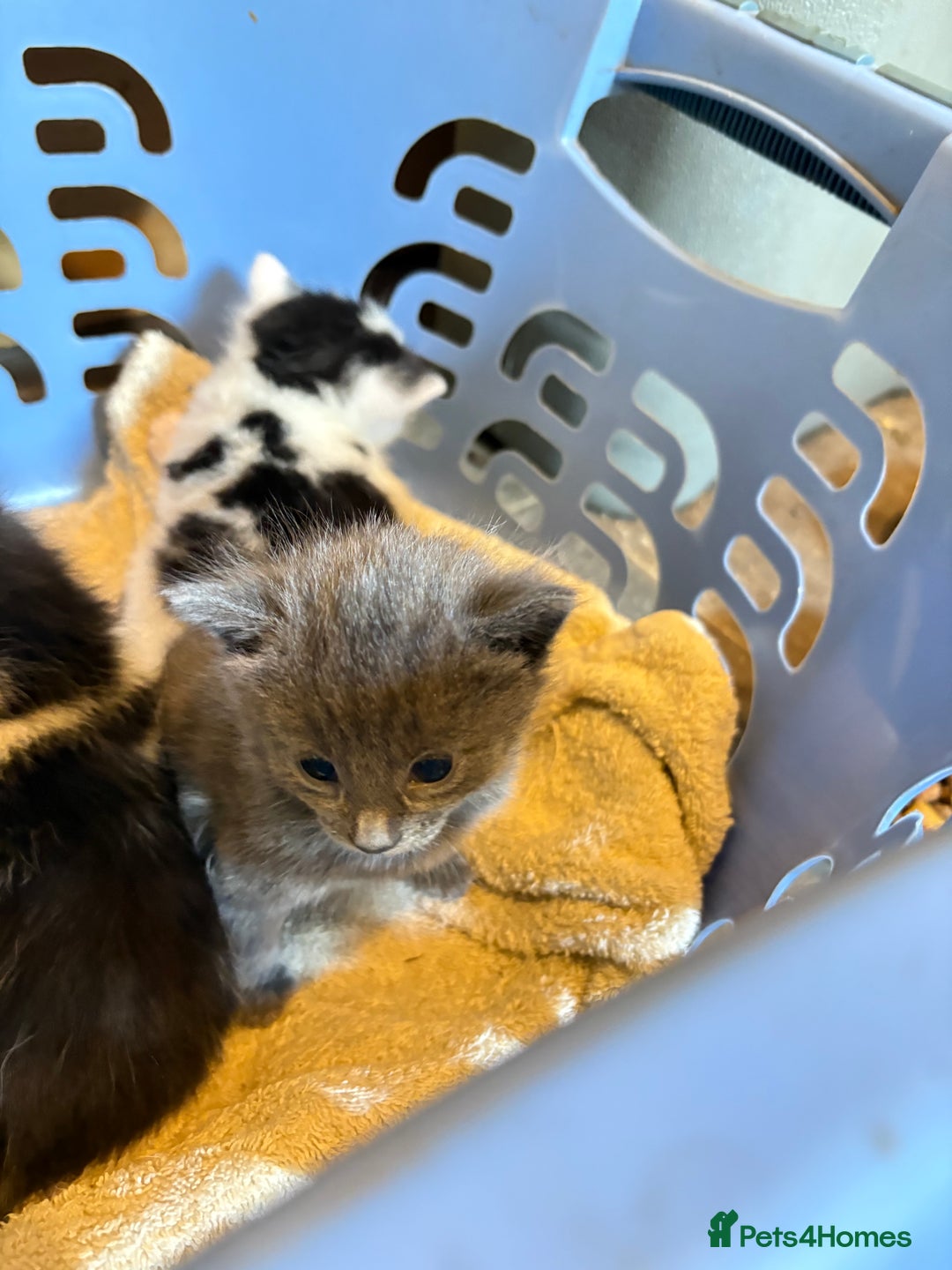 Domestic Shorthair cats for sale: F@rm Kittens - Image 5