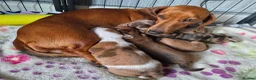 Miniature Dachshund dogs for sale: Miniature Dachshunds - Advert 20