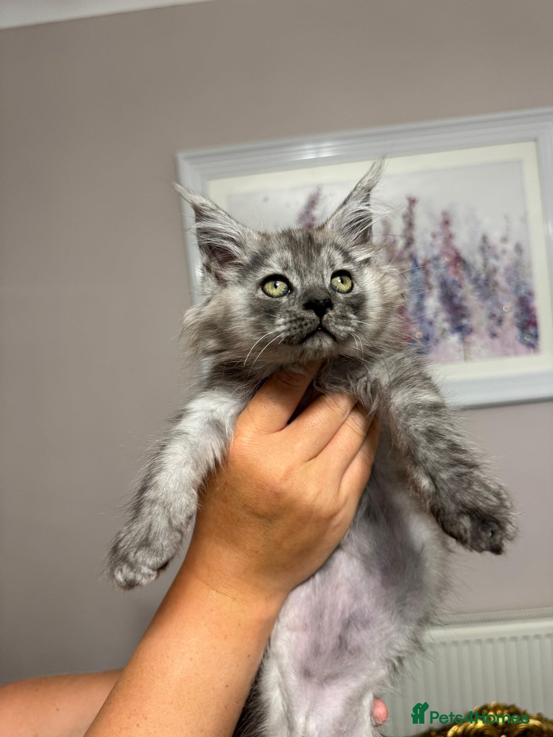 Maine Coon cats for sale: XXL Russian bloodline Maine Coon Kittens 20+Gen!🏆 - Image 9