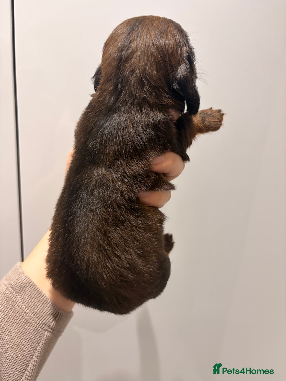 Miniature Dachshund dogs for sale: Quality Russian shaded red minis - Advert 32