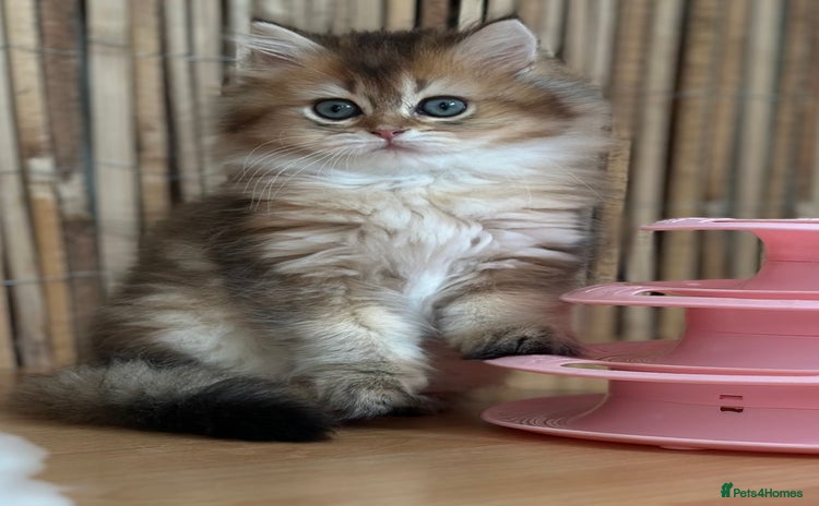 British Longhair cats - Advert 8