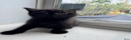British Shorthair cats for sale: British shorthair kittens  - Advert 30