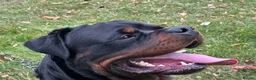 Rottweiler dogs for stud: Stunning 2-Year-Old Rottweiler Stud  - Advert 7