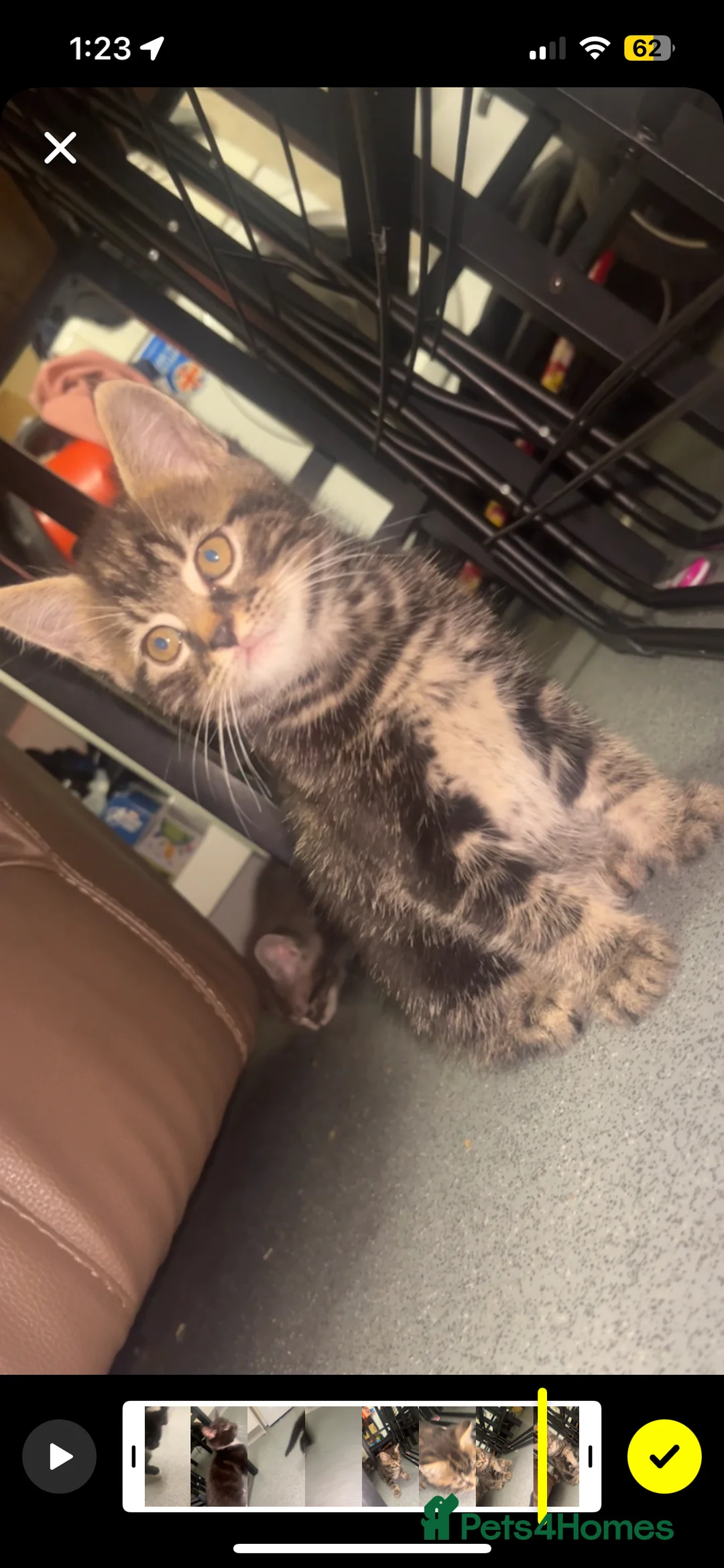 Norwegian Forest Cat cats for sale: Norwegian forest/Persian - Advert 2