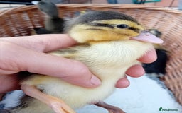Ducks poultry for sale: Indian Runner Ducklings looking for Loving Homes - Image 5