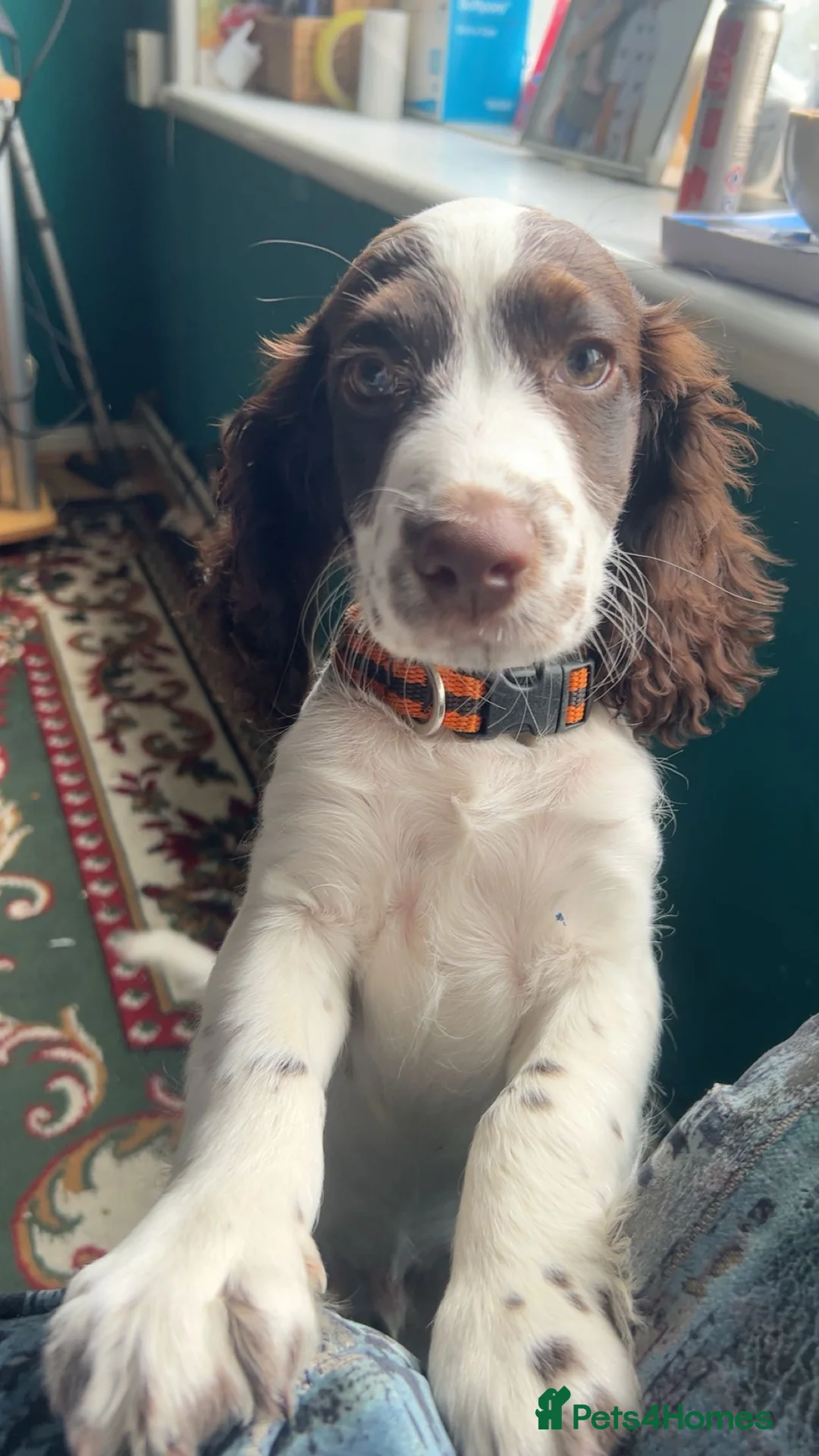 Cocker Spaniel dogs for sale: Playful cockerspaniel puppy-vaccinated & loving. in London - Advert 1