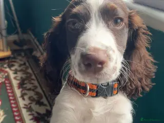 Cocker Spaniel dogs Playful cockerspaniel puppy-vaccinated & loving. - Advert 7