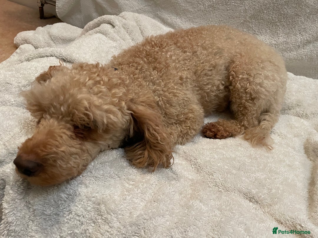 Toy Poodle dogs for sale: Beautiful KC Reg Toy Poodle (Health Tested) - Advert 7