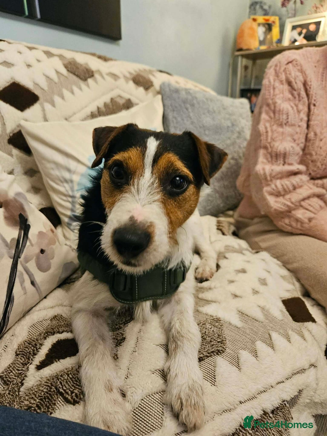 Mixed Breed dogs for adoption: JUDE  - Advert 2