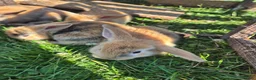 Mini Lop rabbits for sale: mini lop babies for sale - Advert 10