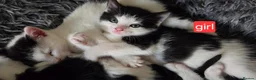 Mixed Breed cats for sale: 4 kittens  in London - Advert 5
